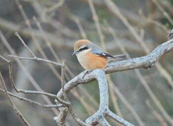 Bull-headed Shrike Kodomo Shizen Park Sun, 2/6/2022