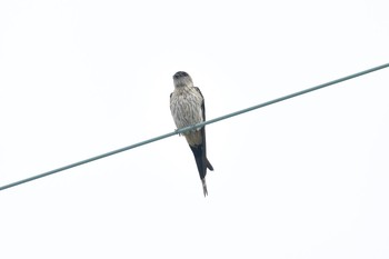 Red-rumped Swallow Unknown Spots Sun, 7/30/2017