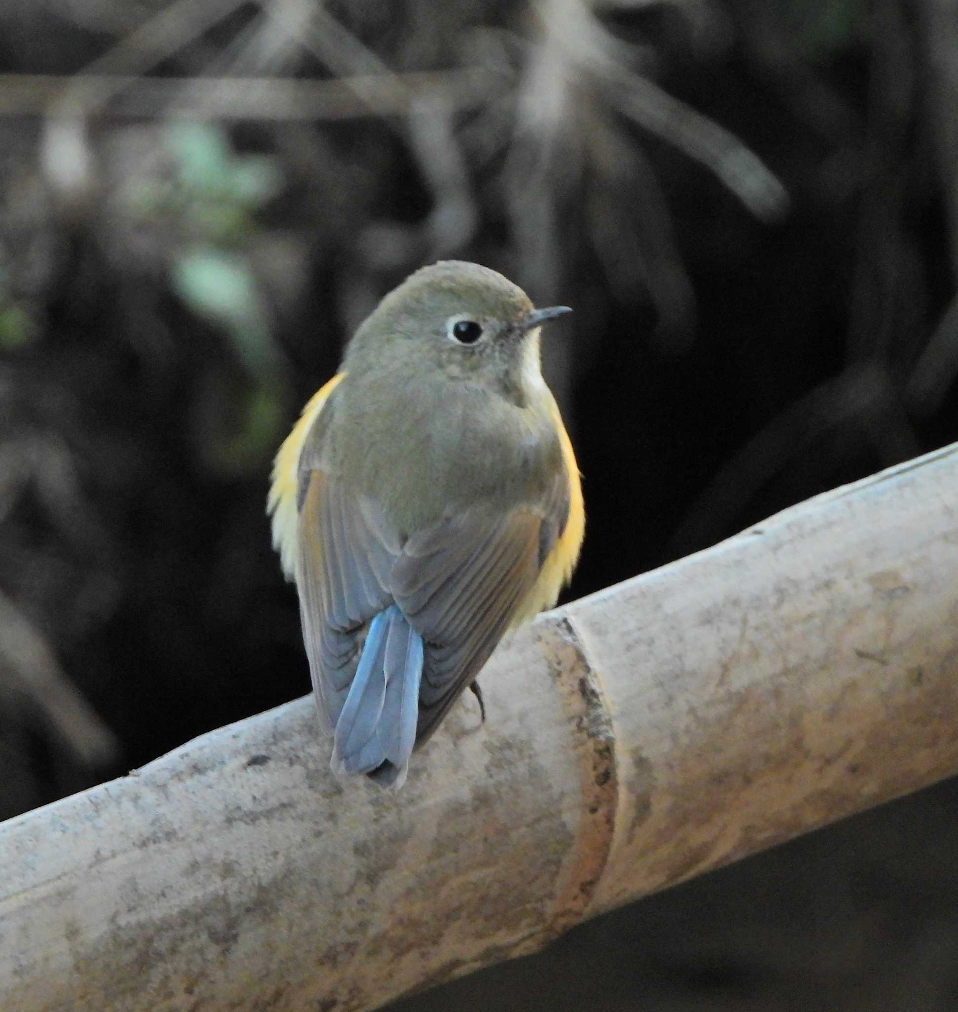 Red-flanked Bluetail