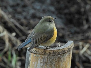 Red-flanked Bluetail Kodomo Shizen Park Sun, 2/6/2022