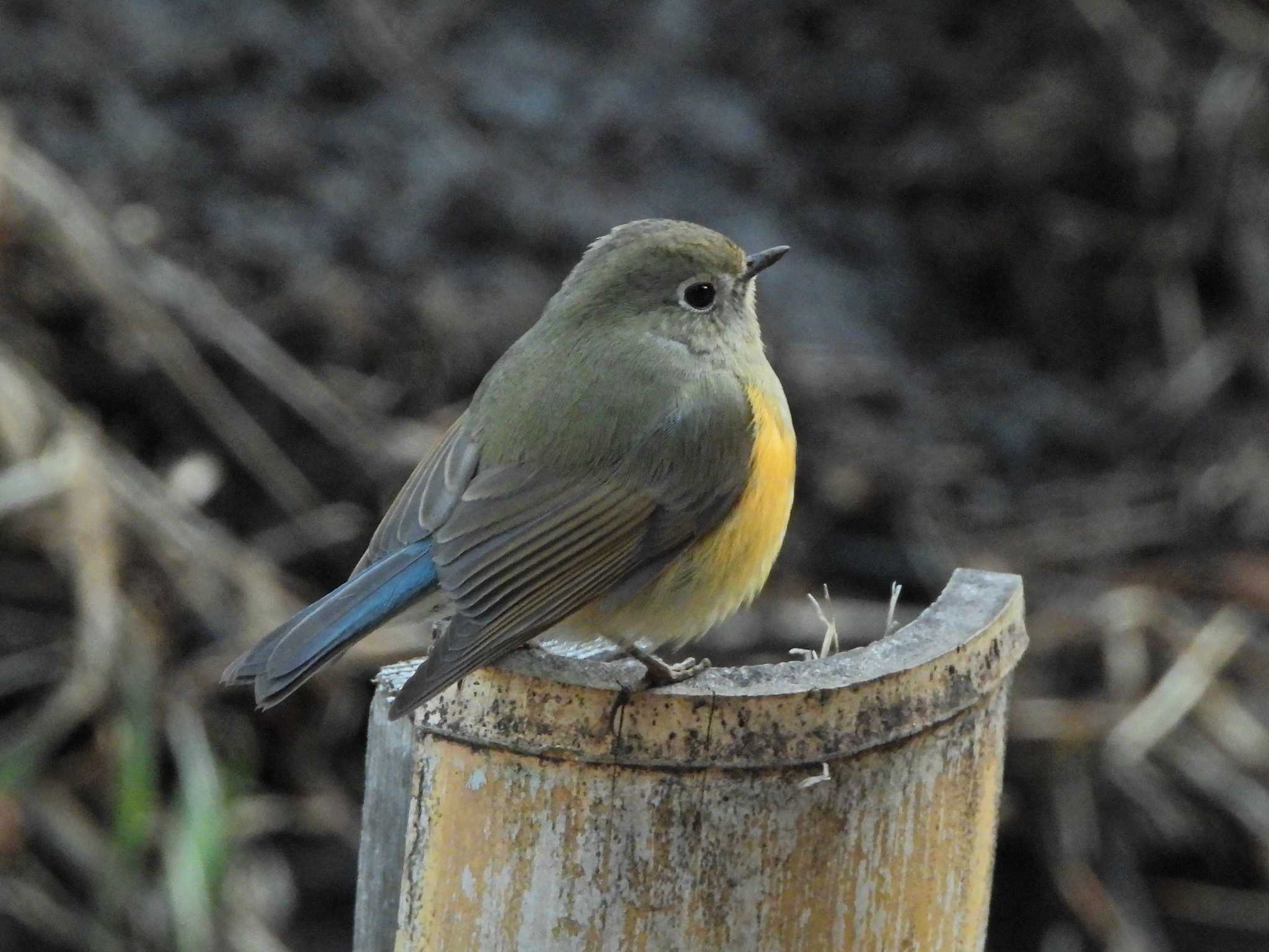 Photo of Red-flanked Bluetail at Kodomo Shizen Park by あるぱか