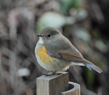 Red-flanked Bluetail Kodomo Shizen Park Sun, 2/6/2022