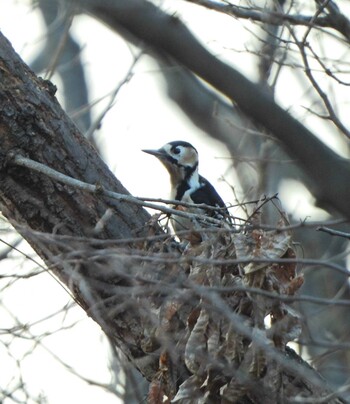 Great Spotted Woodpecker Kodomo Shizen Park Sun, 2/6/2022