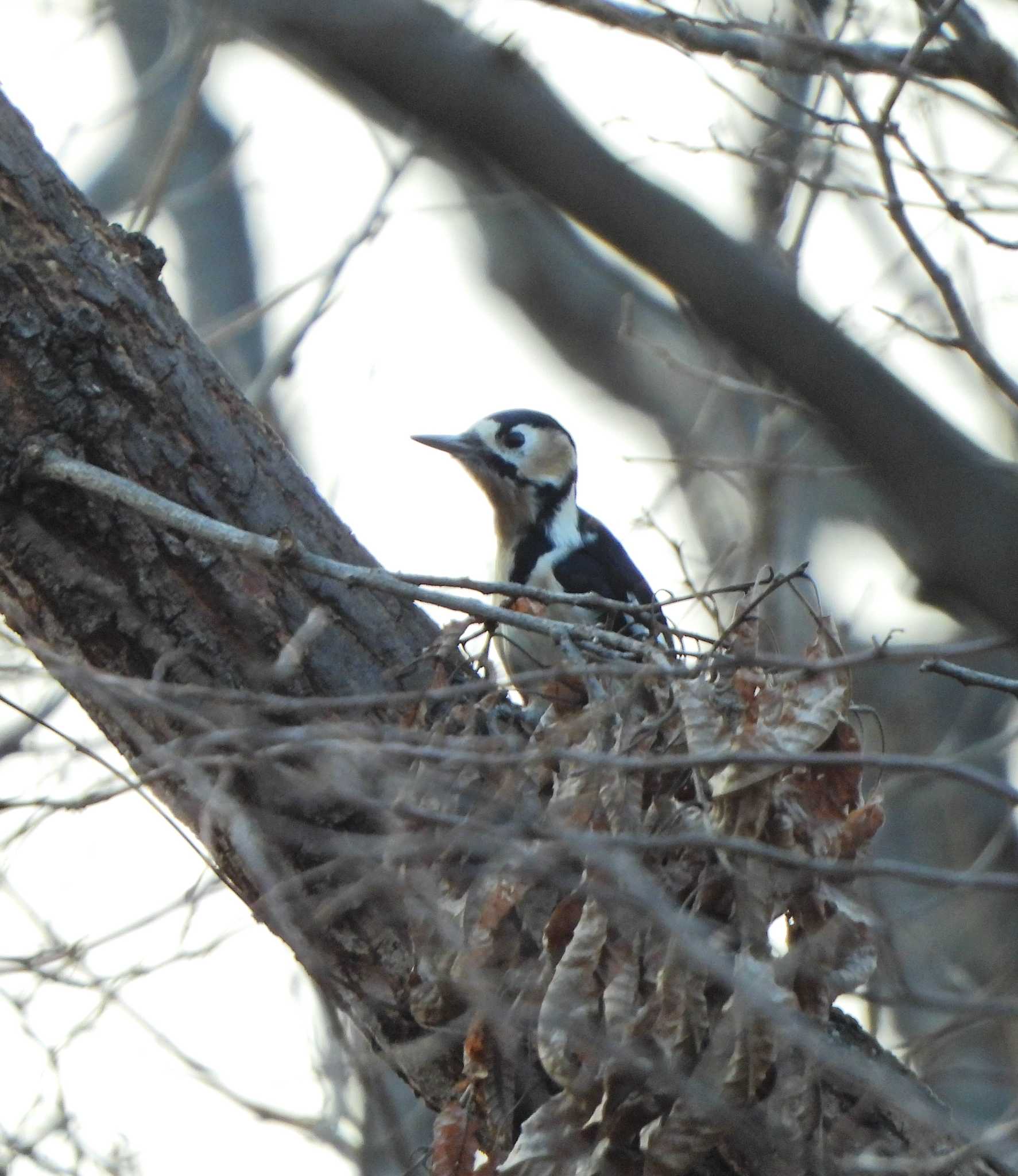 Great Spotted Woodpecker