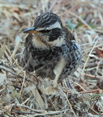 Dusky Thrush Kodomo Shizen Park Sun, 2/6/2022