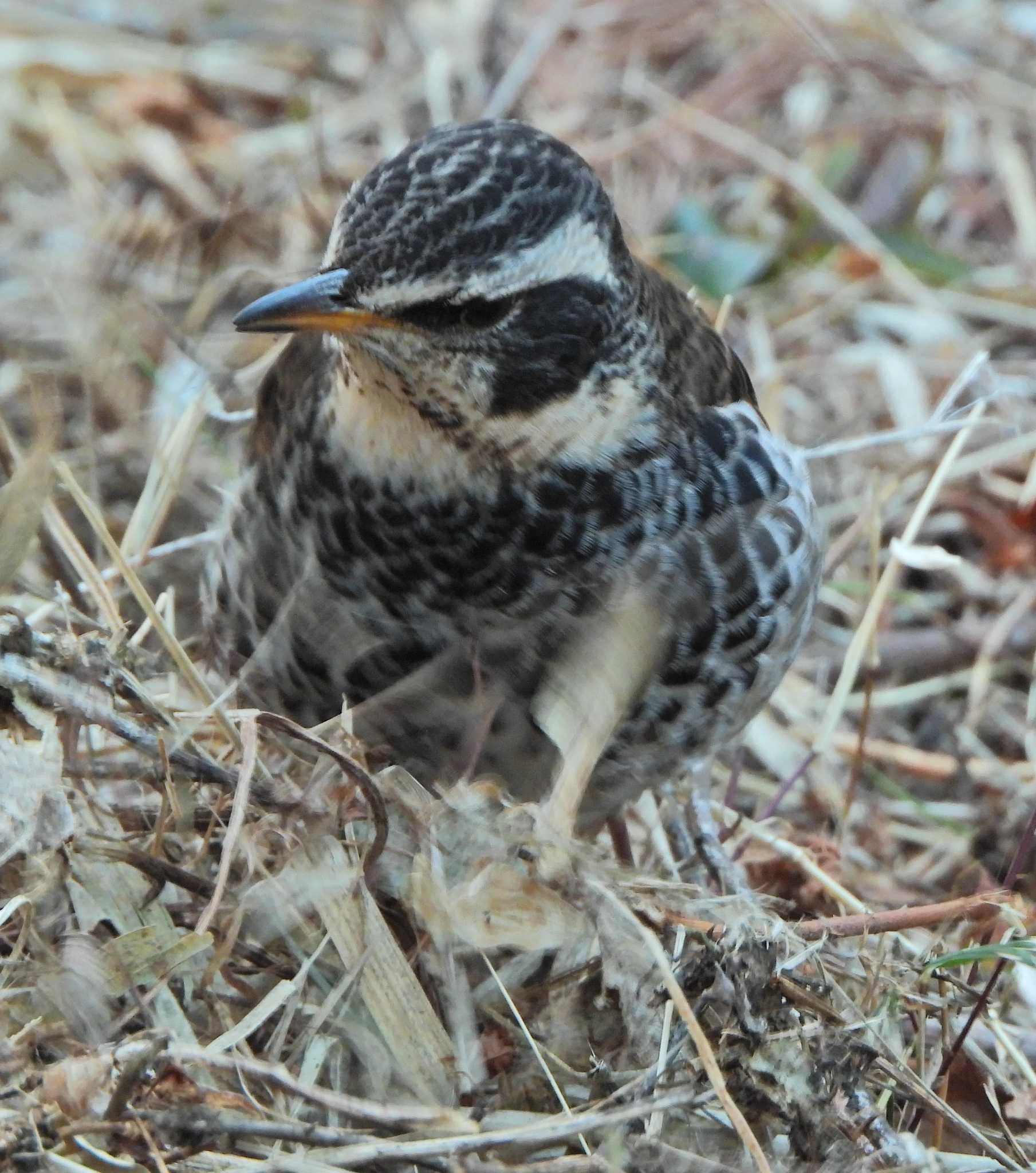 Photo of Dusky Thrush at Kodomo Shizen Park by あるぱか