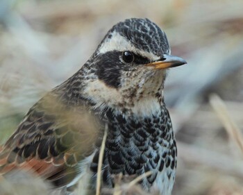 2022年2月6日(日) こども自然公園 (大池公園/横浜市)の野鳥観察記録