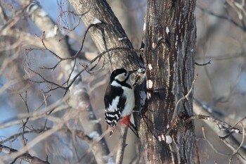 アカゲラ 真駒内公園 2022年2月5日(土)