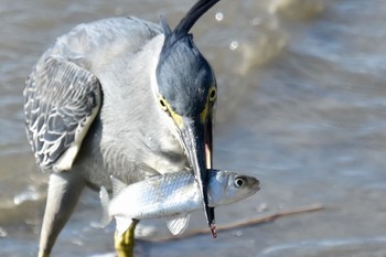 Striated Heron Unknown Spots Sat, 8/12/2017