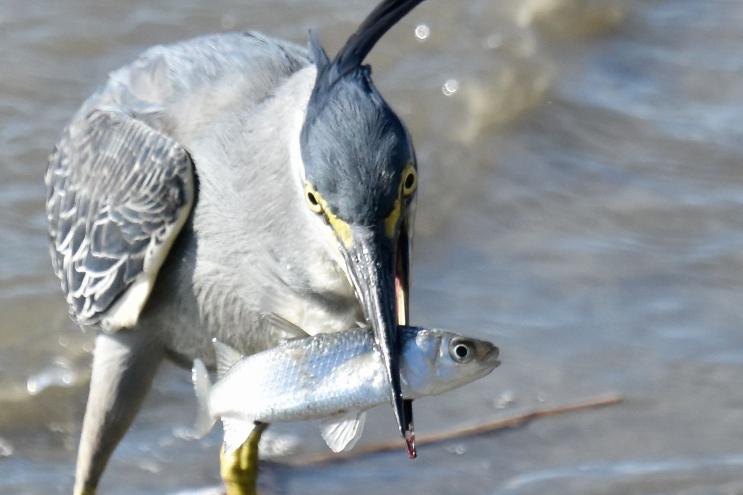 Photo of Striated Heron at  by Dision