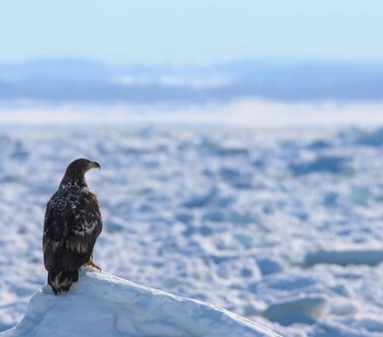 White-tailed Eagle 網走市 Unknown Date