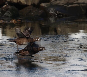 Harlequin Duck 網走市 Unknown Date