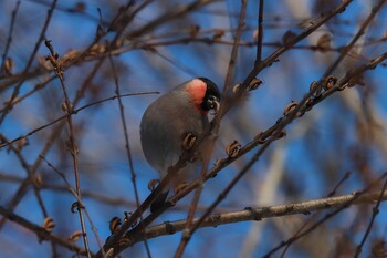 Eurasian Bullfinch 網走市 Tue, 2/8/2022