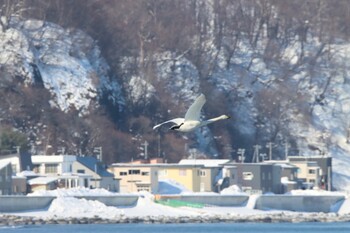 Whooper Swan 濤沸湖 Tue, 2/8/2022