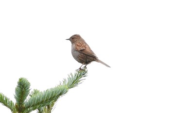 Japanese Accentor Unknown Spots Sun, 8/13/2017