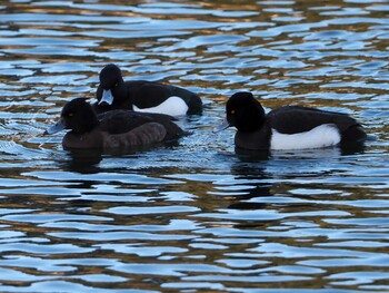 Tufted Duck 武田の杜 Sat, 2/5/2022