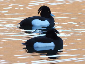 Tufted Duck 武田の杜 Sat, 2/5/2022