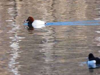 Common Pochard 武田の杜 Sat, 2/5/2022