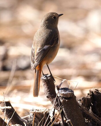 Daurian Redstart 武田の杜 Sat, 2/5/2022