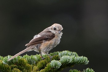 Bull-headed Shrike Unknown Spots Sun, 8/13/2017