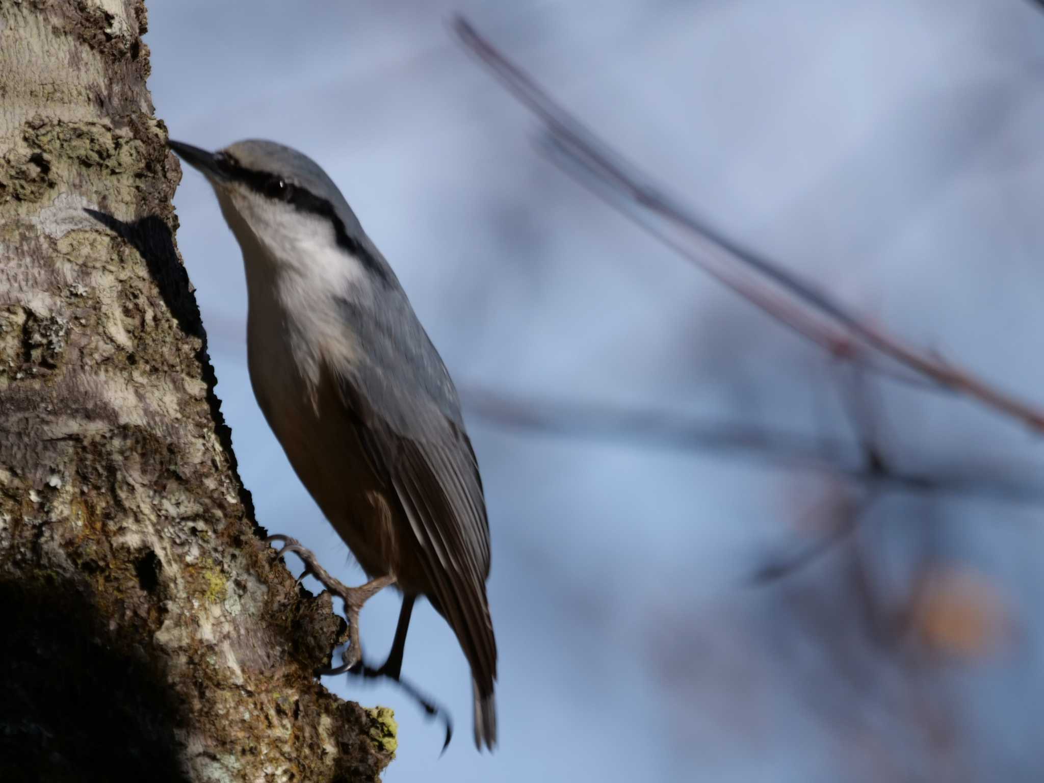 上へ下へと・・ by little birds