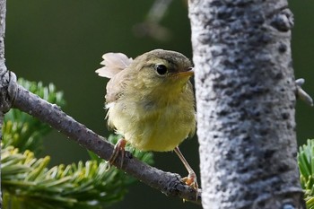 Japanese Leaf Warbler Unknown Spots Sun, 8/13/2017