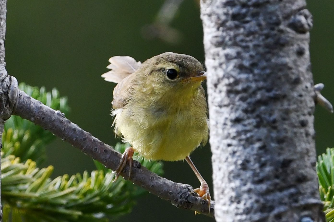 Photo of Japanese Leaf Warbler at  by Dision