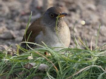 2022年2月5日(土) 於大公園の野鳥観察記録