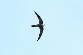 Pacific Swift Unknown Spots Sun, 8/13/2017