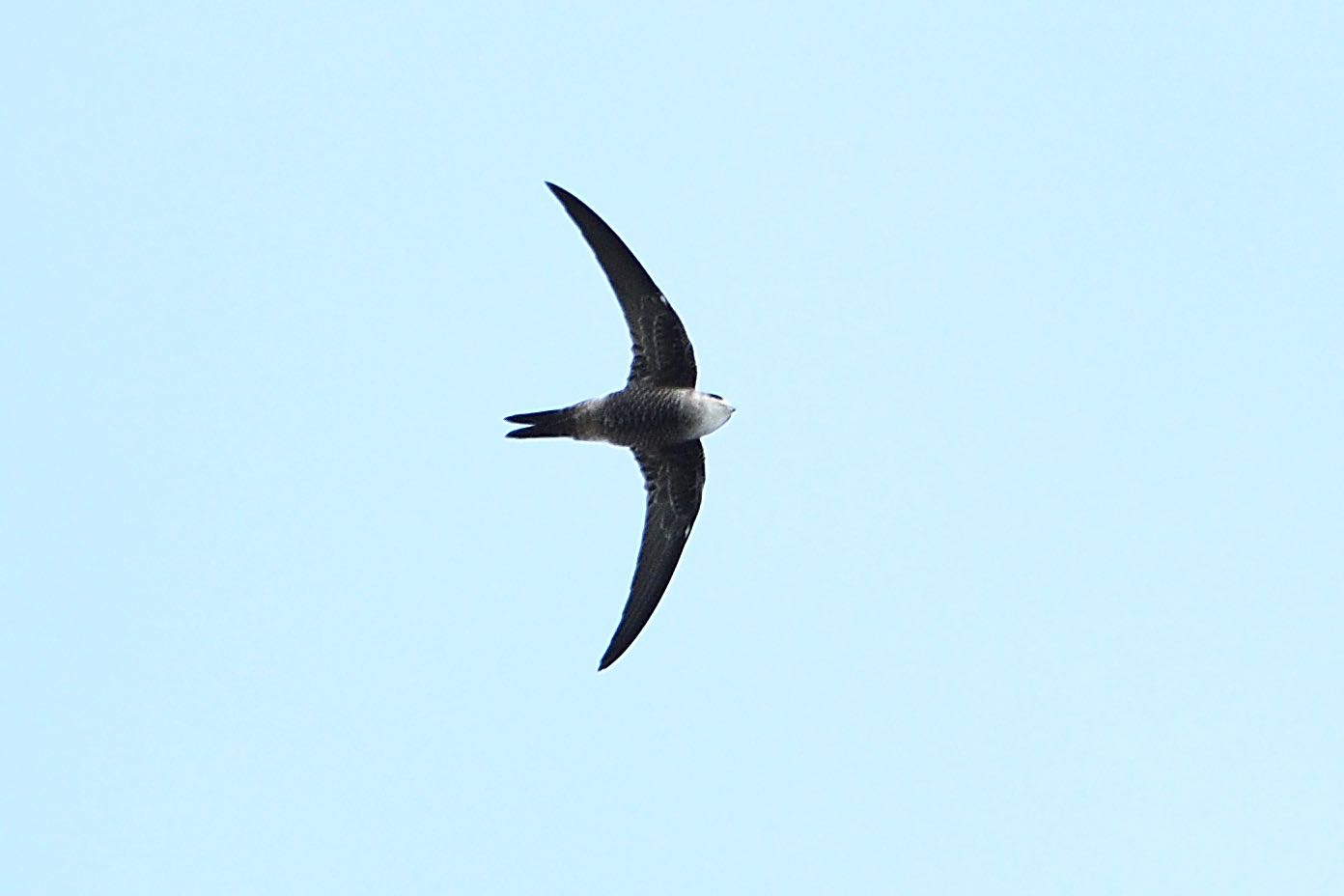 Photo of Pacific Swift at  by Dision