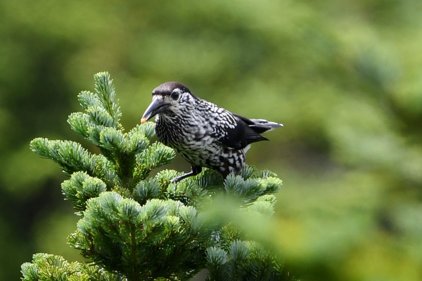 Photo of Spotted Nutcracker at  by Dision