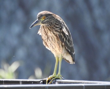 Black-crowned Night Heron 兵庫県西宮市 Sun, 8/27/2017