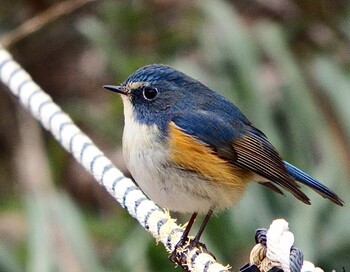 ルリビタキ 秋ヶ瀬公園(野鳥の森) 2022年2月9日(水)