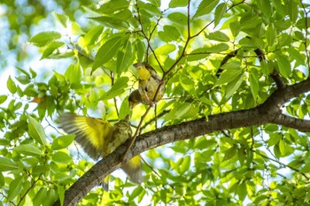 Grey-capped Greenfinch Nagai Botanical Garden Sun, 8/27/2017