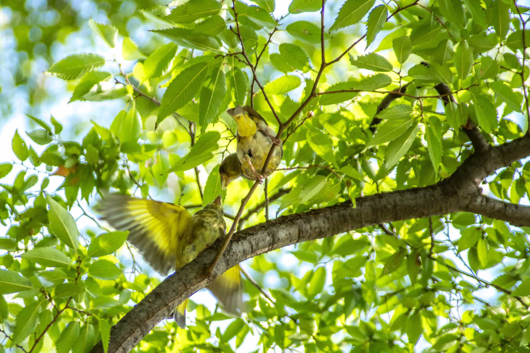 Photo of Grey-capped Greenfinch at Nagai Botanical Garden by tatsuya