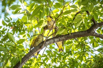 Grey-capped Greenfinch Nagai Botanical Garden Sun, 8/27/2017