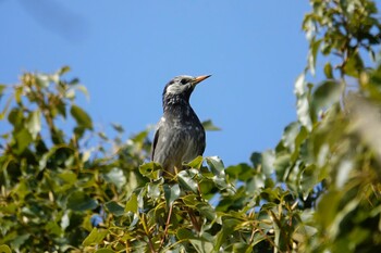 White-cheeked Starling 駕与丁公園 Sun, 2/6/2022