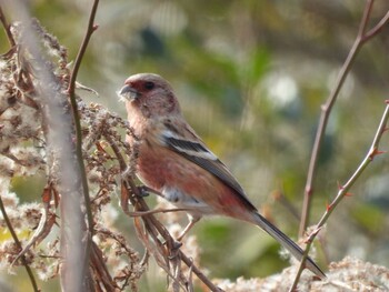 2022年2月5日(土) ふれあい松戸川の野鳥観察記録