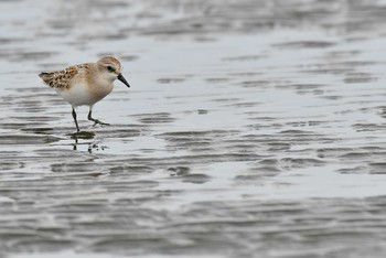 Red-necked Stint Unknown Spots Sun, 8/27/2017