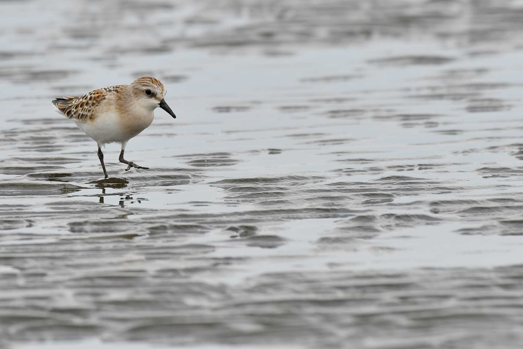 Photo of Red-necked Stint at  by エナガ好き