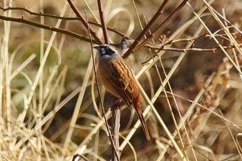 Meadow Bunting 21世紀の森と広場(千葉県松戸市) Wed, 2/9/2022