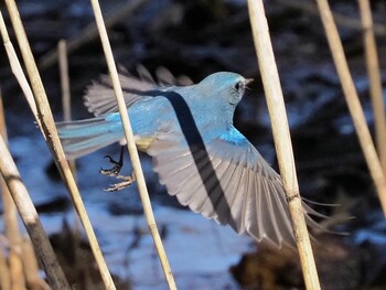 Red-flanked Bluetail Kitamoto Nature Observation Park Wed, 2/9/2022