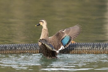 カルガモ 薬師池公園 2022年2月7日(月)