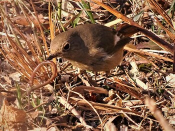 2022年2月9日(水) 舞岡公園の野鳥観察記録