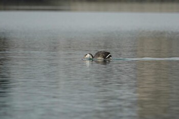 Great Crested Grebe 香椎海岸 Tue, 2/8/2022
