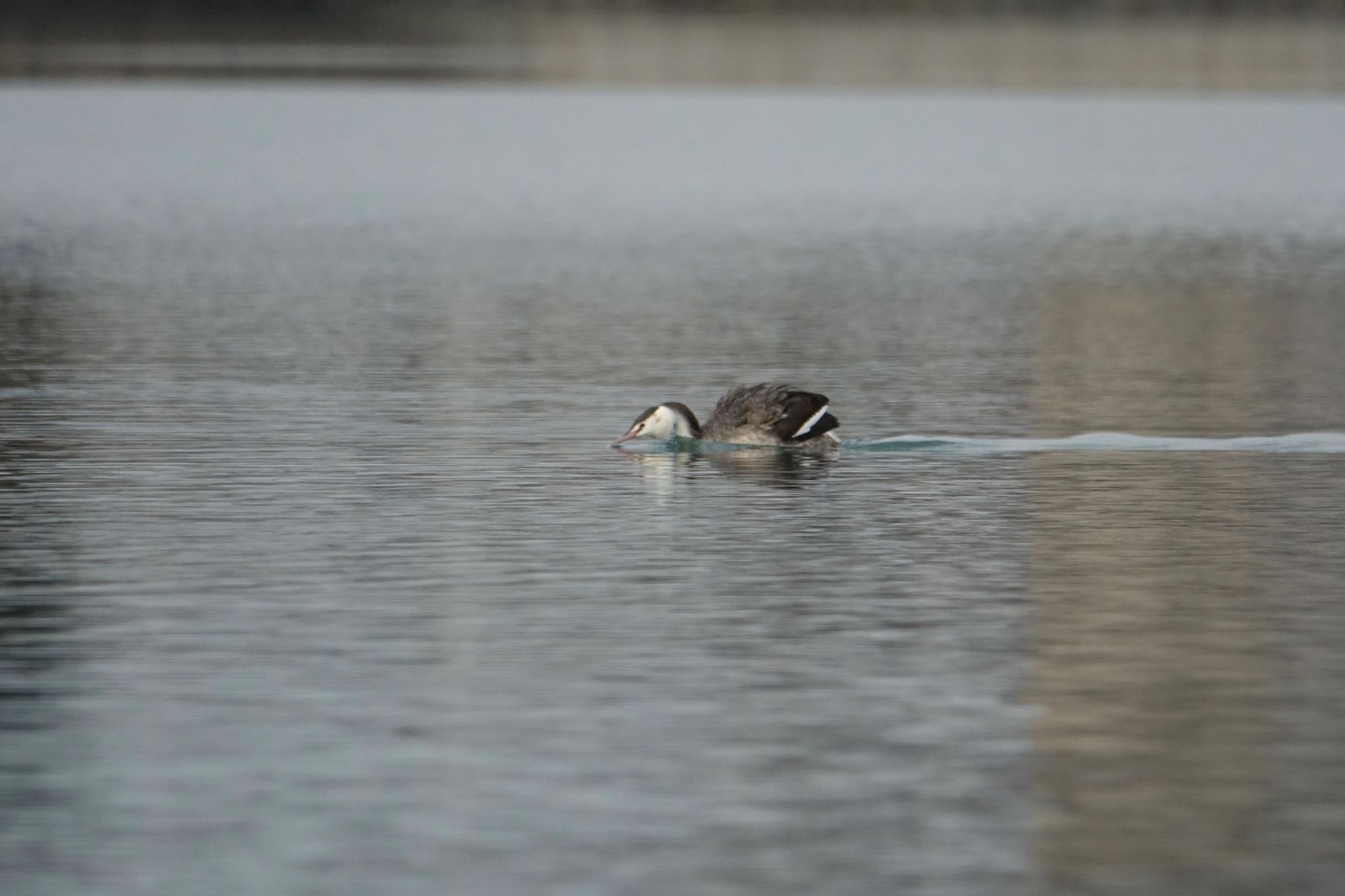 Photo of Great Crested Grebe at 香椎海岸 by O S