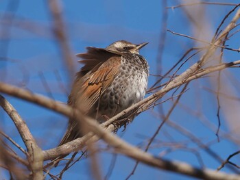 Dusky Thrush 淀川河川公園 Mon, 2/7/2022