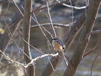 Bull-headed Shrike 淀川河川公園 Sun, 2/6/2022