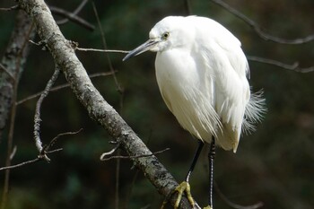 Little Egret 香椎宮 Sun, 2/6/2022