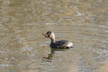 Wed, 2/9/2022 Birding report at Yumigahama park